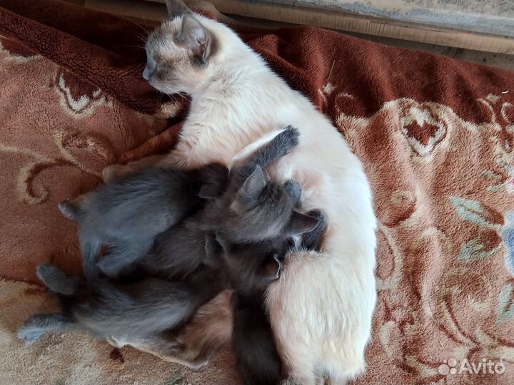 Котята в добрые руки бесплатно