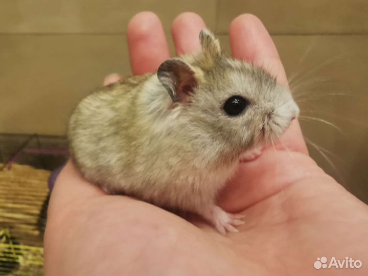 Джунгарские хомяки