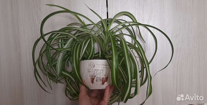 Хлорофитум кучерявый Бонни