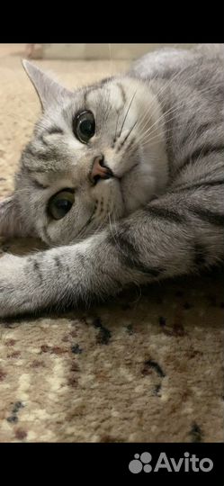 Британская