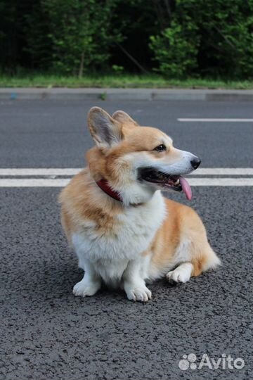 Вельш-корги пемброк вязка