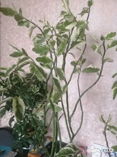 Педилантус