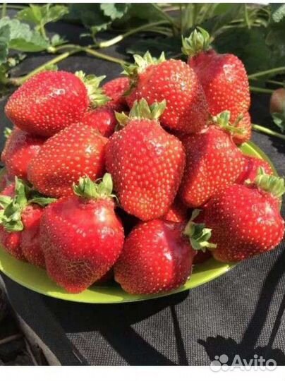 Клубника Азия рассада