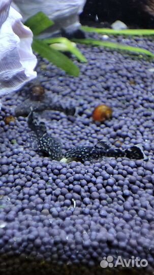 Сомики анциструсы