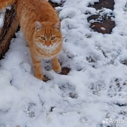 Рыжий котенок в добрые руки