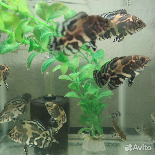 Астронотус, петушок