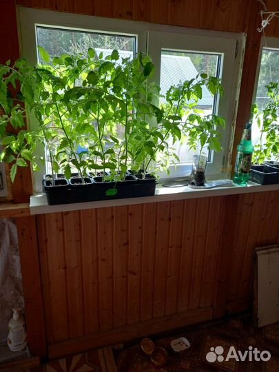 Рассада помидор и перцев капусты