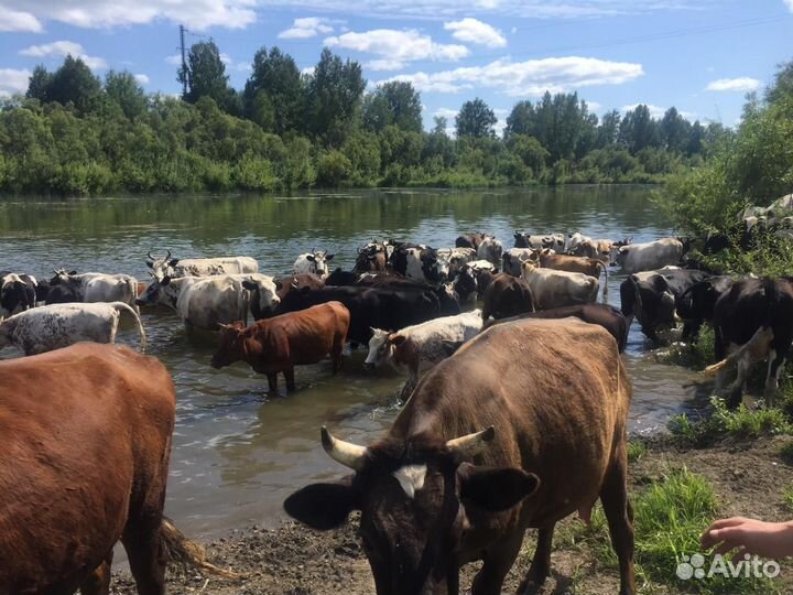 Быки на мясо, свинина коровы, телята