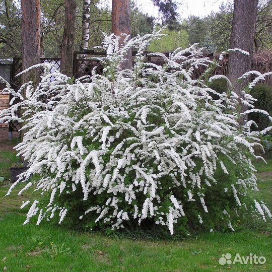 Спирея ниппонская