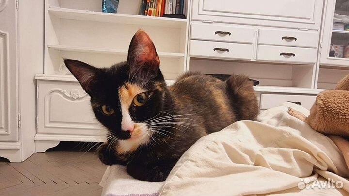 Кошки в добрые руки бесплатно