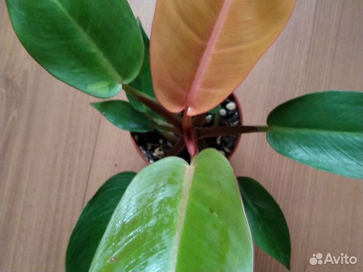 Филодедрон принц оранж