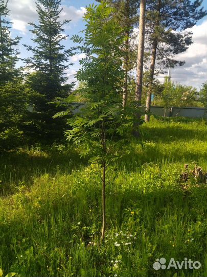 Саженцы деревья зкс окс,сосна,липа,клен,вязь