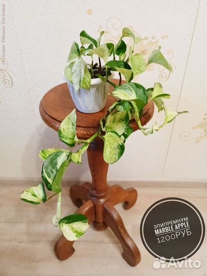 Филодендроны, монстеры, эпипремнумы, сциндапсусы