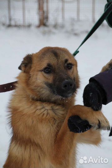 Маленькая собака в добрые руки