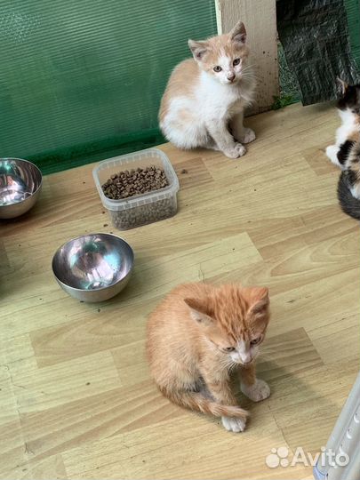 Котята в добрые руки