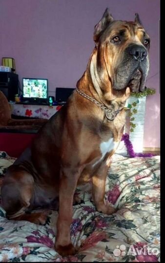 Вязка кане корсо