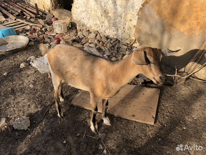 Возможен обмен