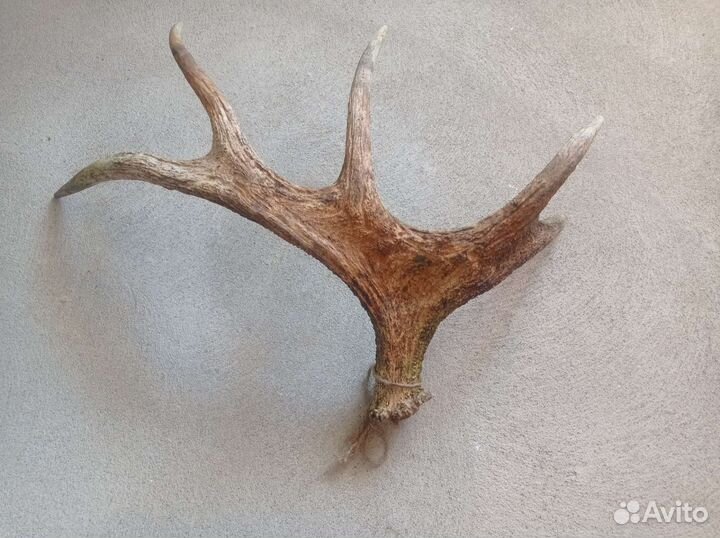 Рог лося