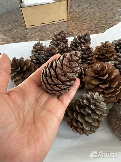 Шишки сосновые пакетом