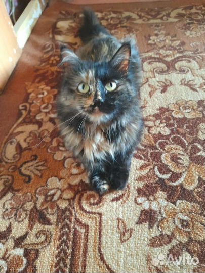 Экзотическая