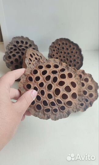 Сухие коробочки натурального лотоса набор