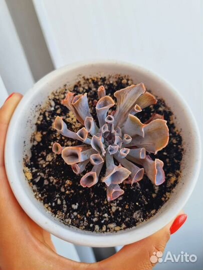 Эхеверия трампет пинки