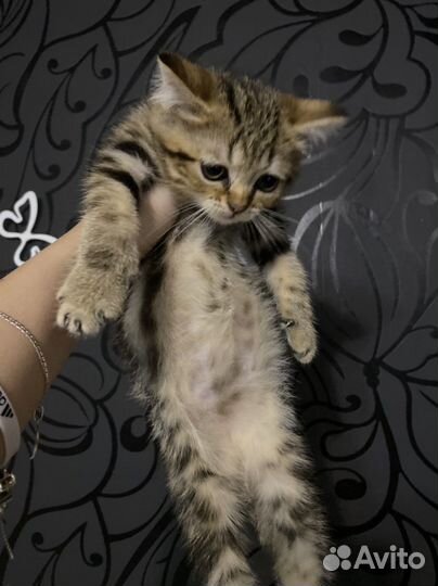 Шотландский мраморный котик