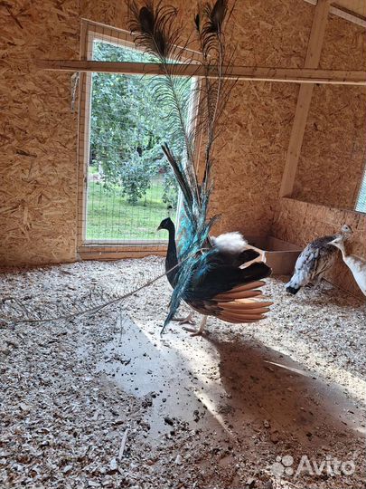 Павлины семья