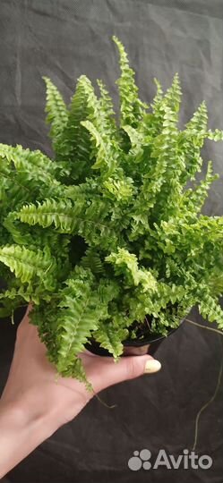 Папоротник нефролепис 3