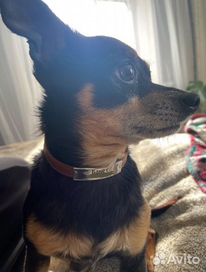 Мини той-терьер вязка