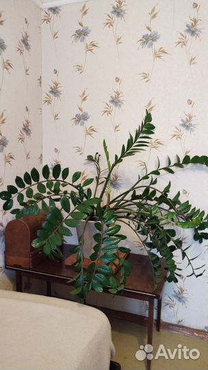 Замиокулькас