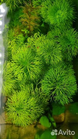 Аквариумные растения стрижка прополка