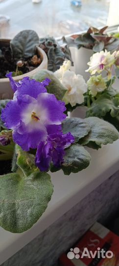 Сортовые фиалки