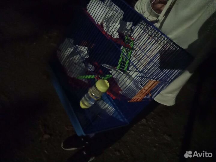 Крыса дамбо