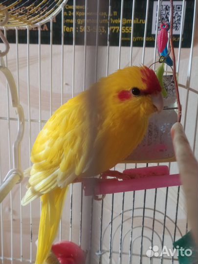 Попугай какарик