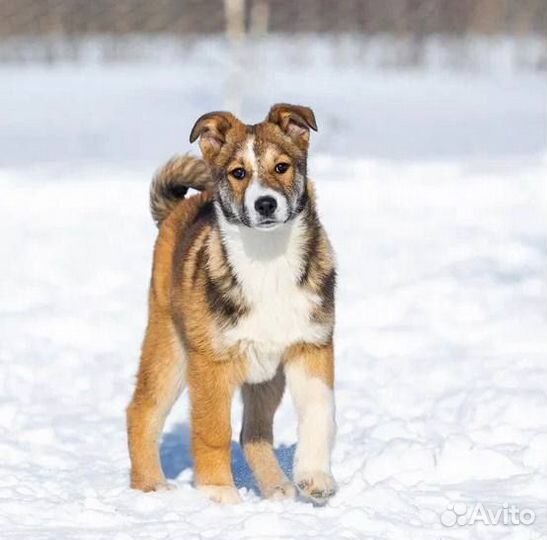 Метис лайки щенок Перчик в самую любящую семью