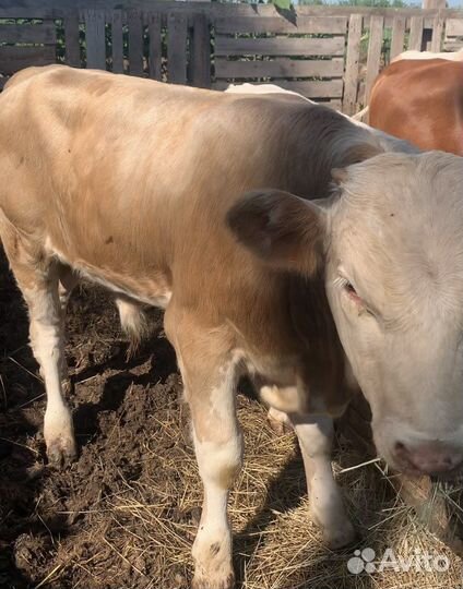 Бычки на откорм