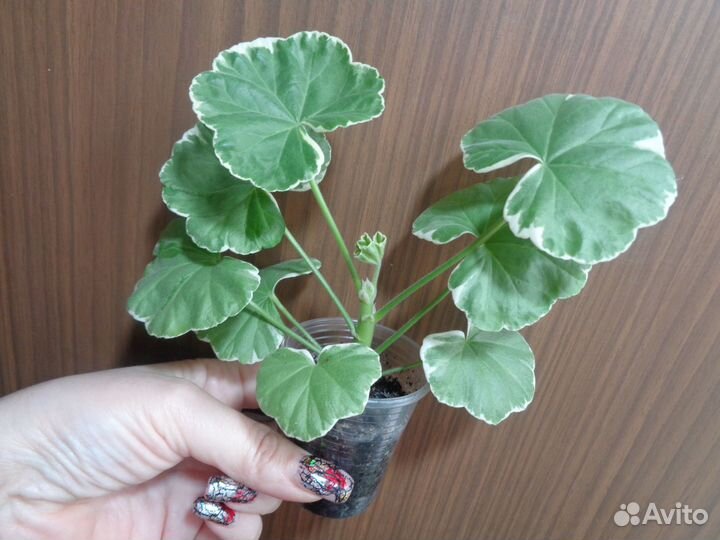 Пеларгония 