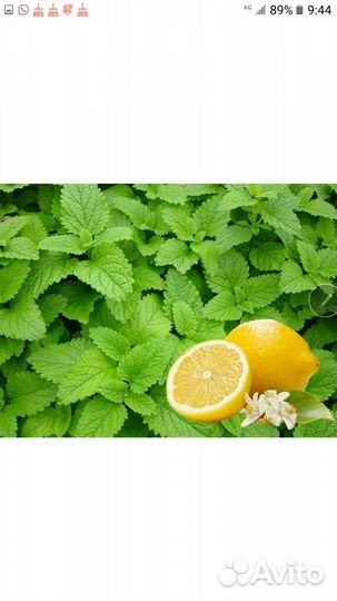 Мята лимонная 