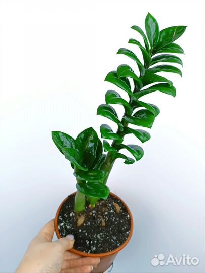 Замиокулькас зензи