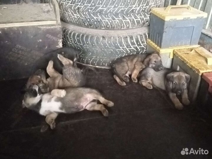 Щенок в добрые руки бесплатно дворняга