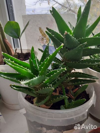 Суккулент Митриформис Алоэ