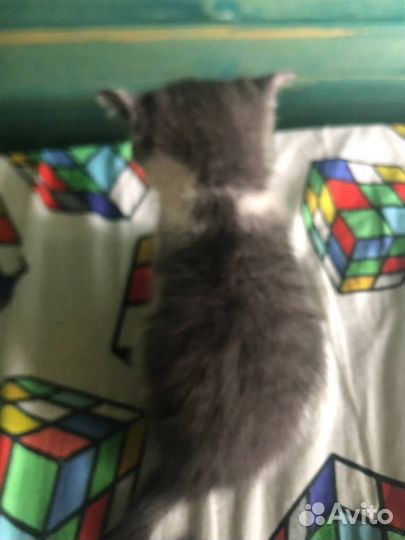 Отдам в добрые руки котенка девочку