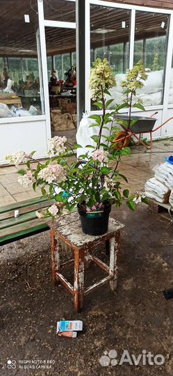 Гортензия метельчатая Фрайз Мельба