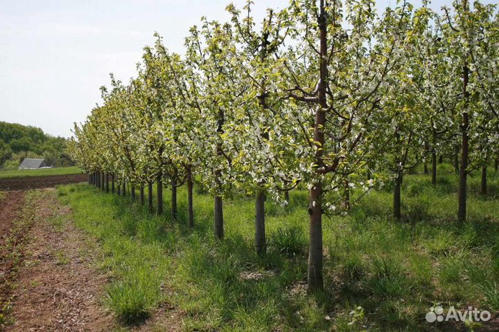 Черешня и Черевишня (предзаказ)