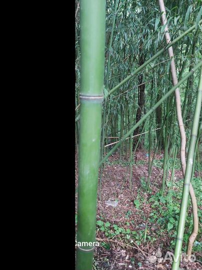 Бамбук