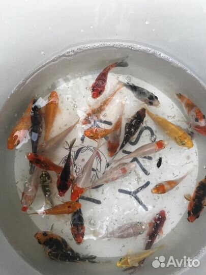 Малек рыба карп кои