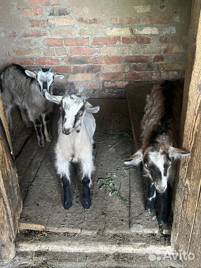 Козлята