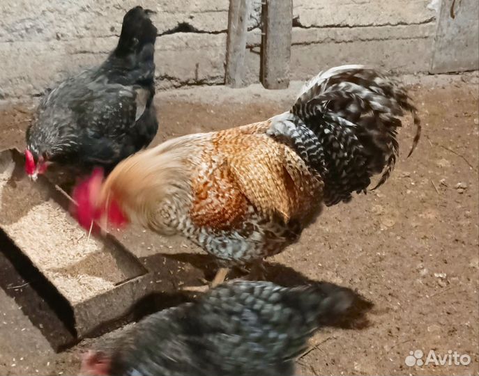 Молодые петухи билефельдер