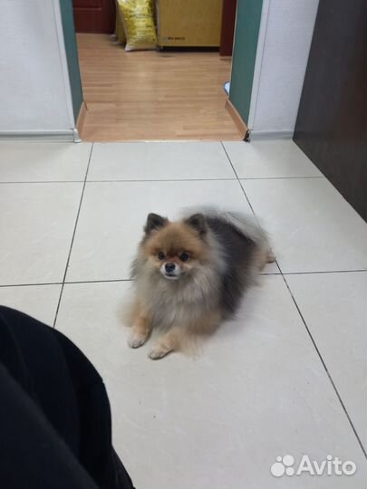 Зооняня,Догситтер